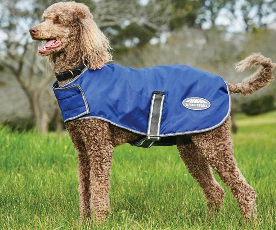 Weatherbeeta Comfitec Windbreaker Free Dog Coat image 0